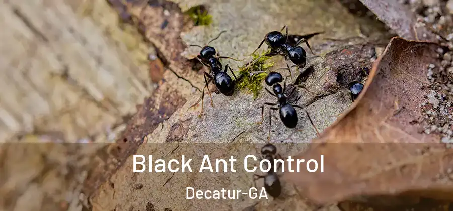 Black Ant Control Decatur-GA