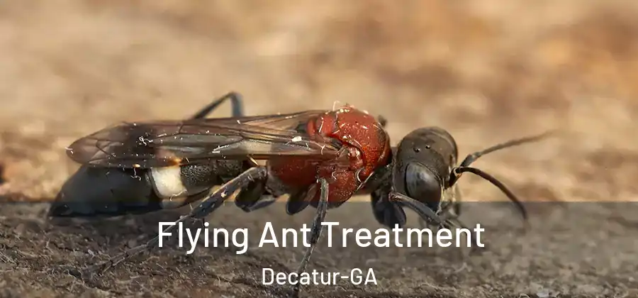 Flying Ant Treatment Decatur-GA