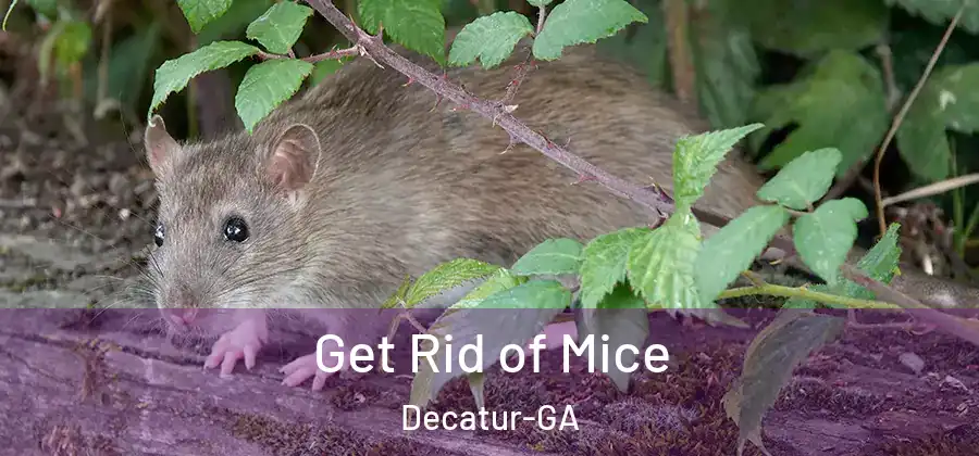 Get Rid of Mice Decatur-GA