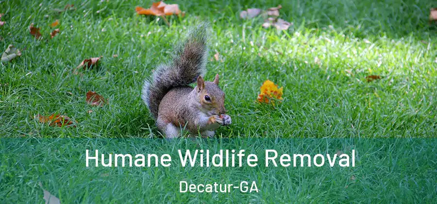 Humane Wildlife Removal Decatur-GA