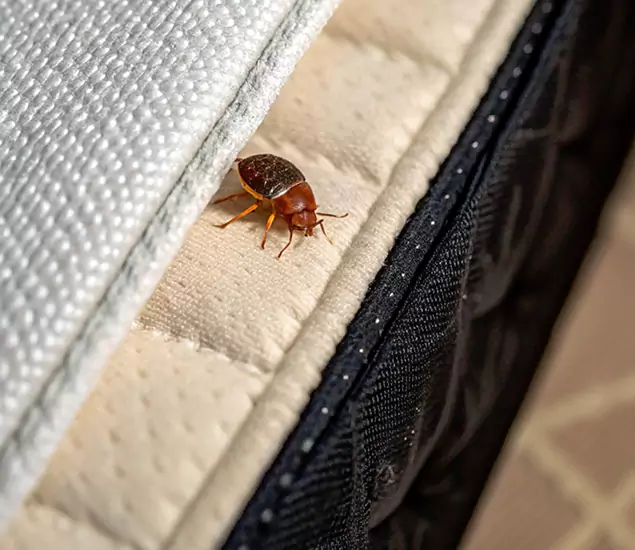 Bed Bug Exterminator Experts You Can Trust in Decatur, GA