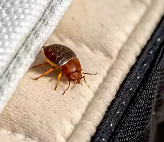 Trusted Bed Bug Prevention Specialists in Decatur, GA