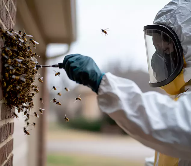 Your Bee Removal Company in Decatur, GA