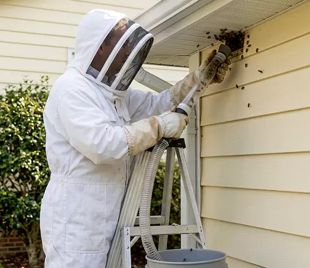 Your Affordable Bee Removal Company in Decatur, GA