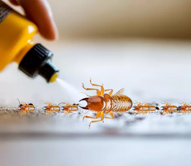 Reliable Bora Care Termite Experts in Decatur, GA