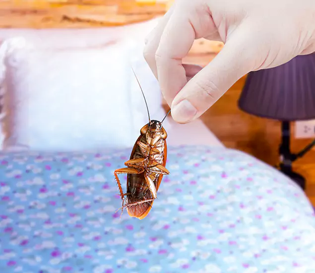 Expert Roach Control Services: Your Cockroach Pest Control in Decatur, GA
