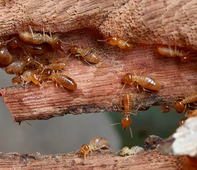 About Our Drywood Termite Treatment Experts in Decatur, GA