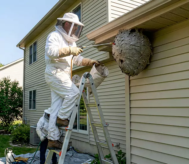 Expert Wasp Nest Removal: Your Local Wasp Nest Removal Company in Decatur, GA