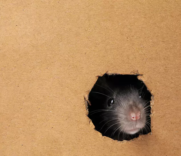 Rats in Attic Removal Experts in Decatur, GA