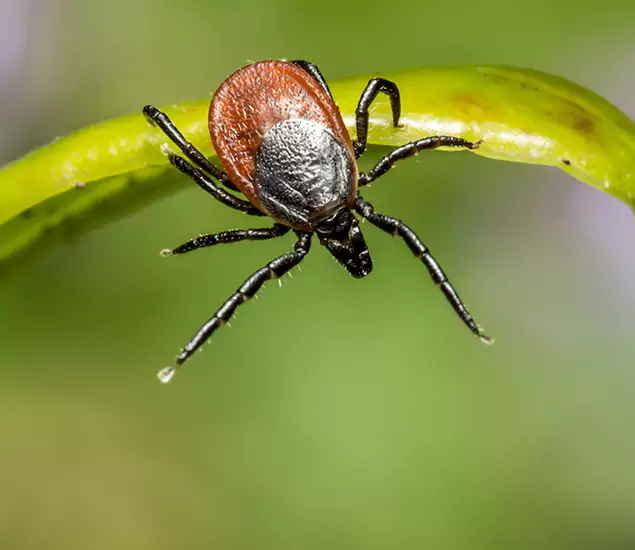 Your Trusted Tick Pest Control in Decatur, GA
