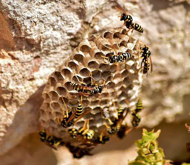 Your Best Wasp Removal Company in Decatur, GA