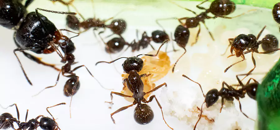 Argentine Ant Barrier Treatment in Decatur