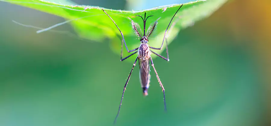 Natural Mosquito Spray for Yard in Decatur