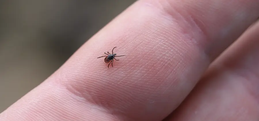 Infection Prevention for Bed Bug Bites in Decatur