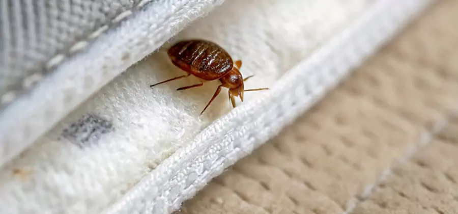 Tenting Bed Bug Fumigation in Decatur