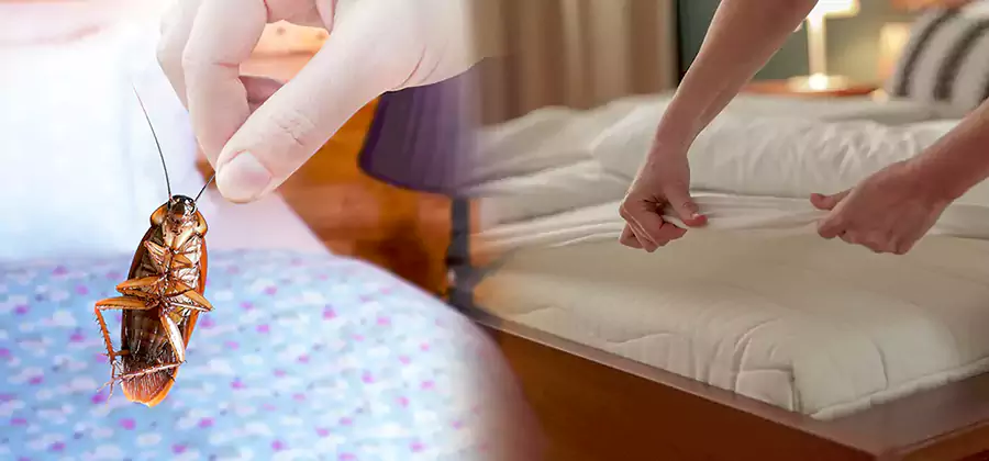 Bed Bug Home Extermination Service in Decatur