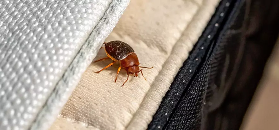 Commercial Bed Bug Control in Decatur
