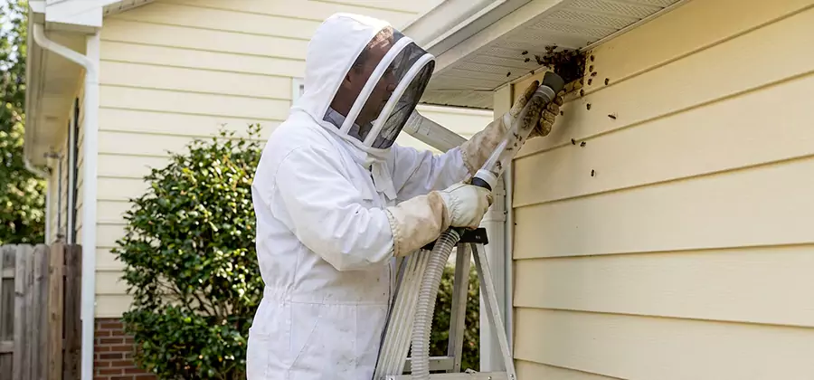 Ground Bee Removal in Decatur