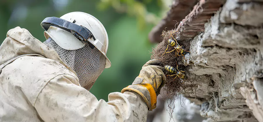 Bee and Wasp Hornet Removal in Decatur