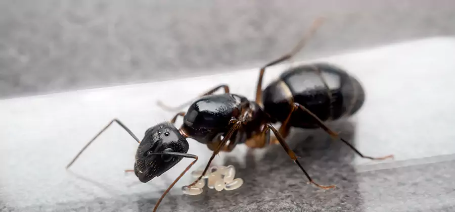 Black Ants in Kitchen Elimination in Decatur