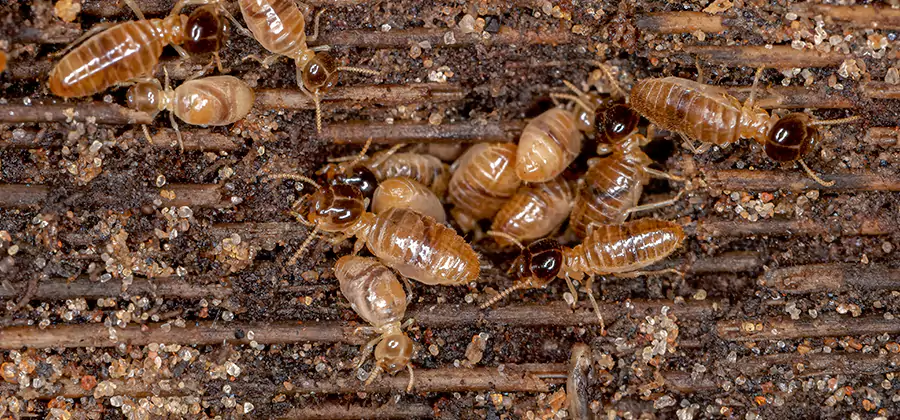 Bora Care Residential Termite Control in Decatur