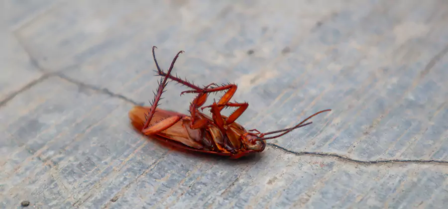 Cockroach Eradication for Commercial Properties in Decatur