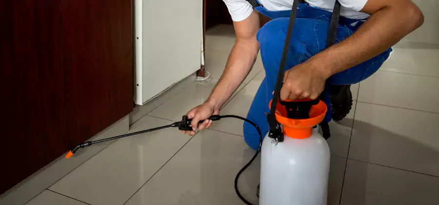 Palmetto Bug Exterminator in Decatur