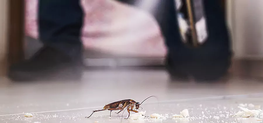 Roach House Treatment Decatur