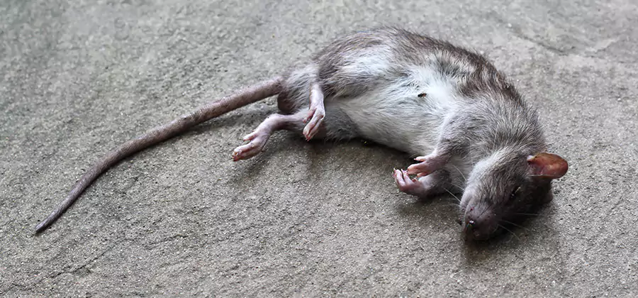 Dead Rat Disposal in Decatur