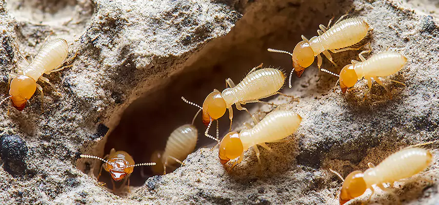 Termite Exterminator Services in Decatur