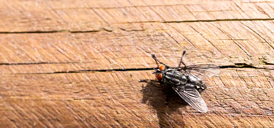 Flying Ant Barrier Treatment in Decatur