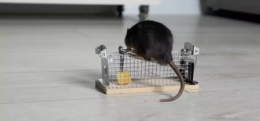 Mice in Attic Removal Decatur