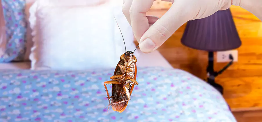 Fast Roach Elimination in Decatur