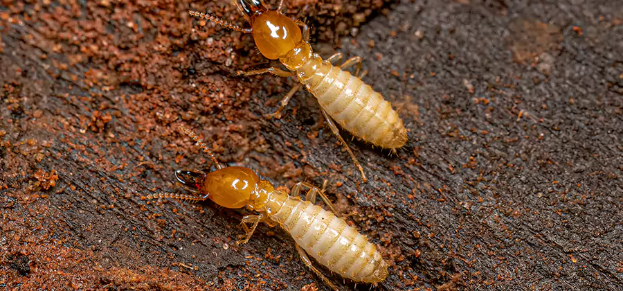 Structural Heat Termite Treatment in Decatur
