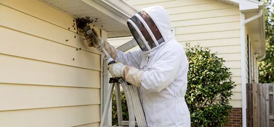 Wasp Nest in Wall Removal in Decatur