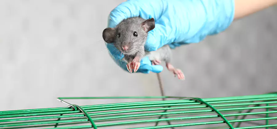 Humane Rat Trapping in Decatur