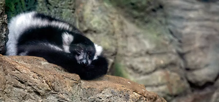Humane Skunk Removal in Decatur
