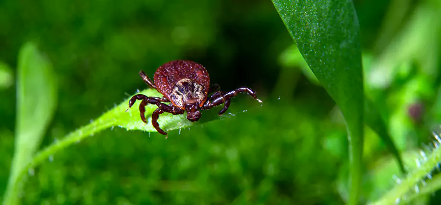 Tick Prevention for Yard in Decatur