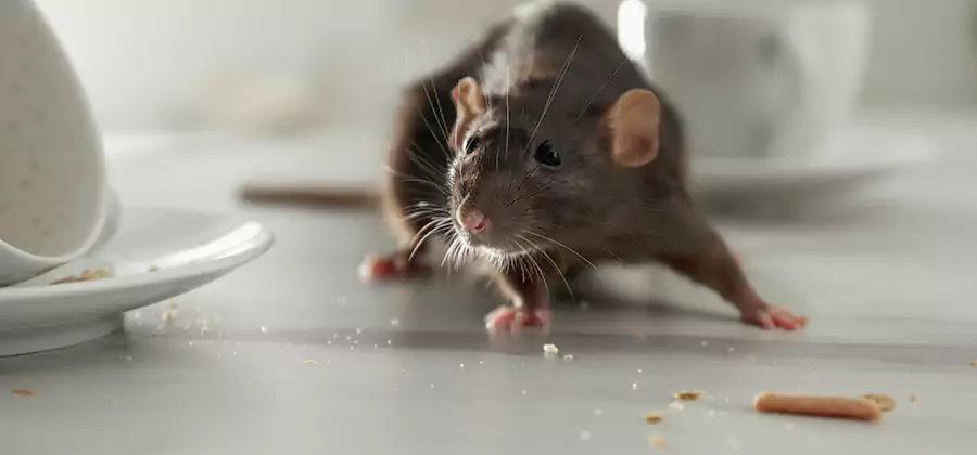 Rodent Feces Removal in Decatur