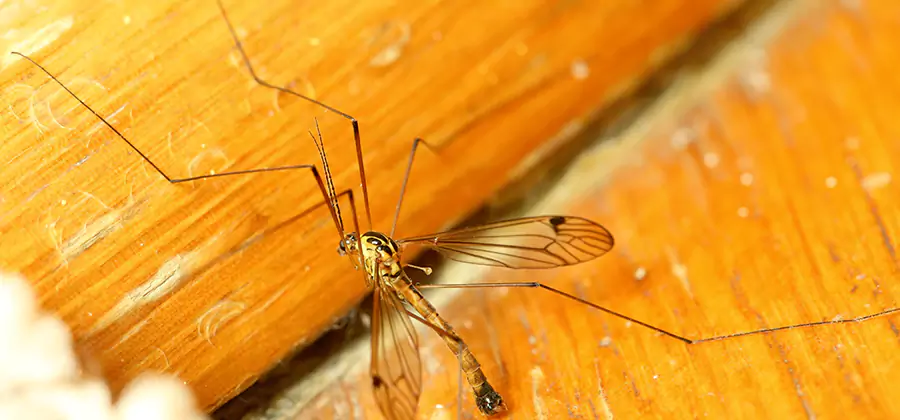 Exterior Mosquito Control in Decatur
