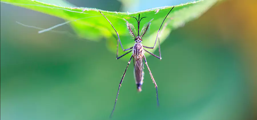 Pest and Mosquito Control for Yard and Patio in Decatur