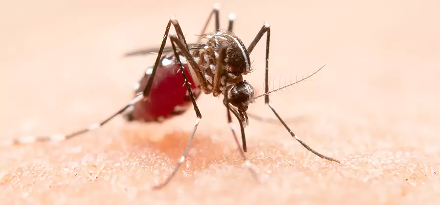 Pond Mosquito Control and Water Treatment in Decatur