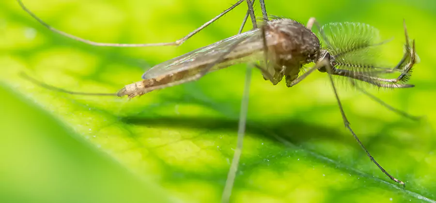 Herbal Mosquito Repellent Treatment in Decatur