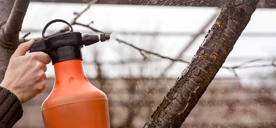 Orange Oil Structural Cavity Treatment in Decatur