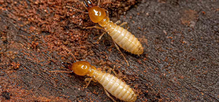 Natural Ant Hill Killer Treatment in Decatur