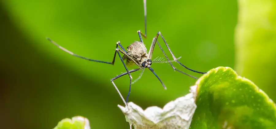 Natural Outdoor Mosquito Repellent in Decatur