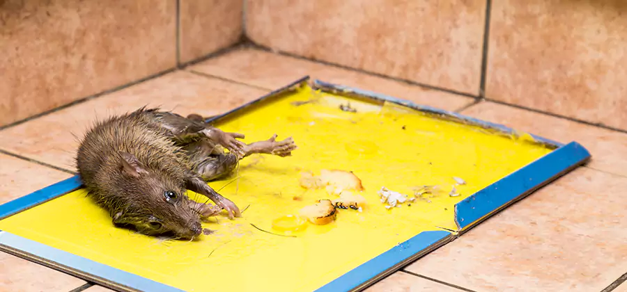 Rat Trapping Service In Decatur