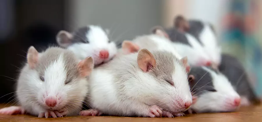 Rat Infestation Exclusion Service in Decatur