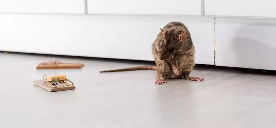 Rat Baiting Removal Service in Decatur