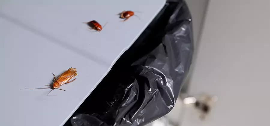 German Roach Pest Control in Decatur